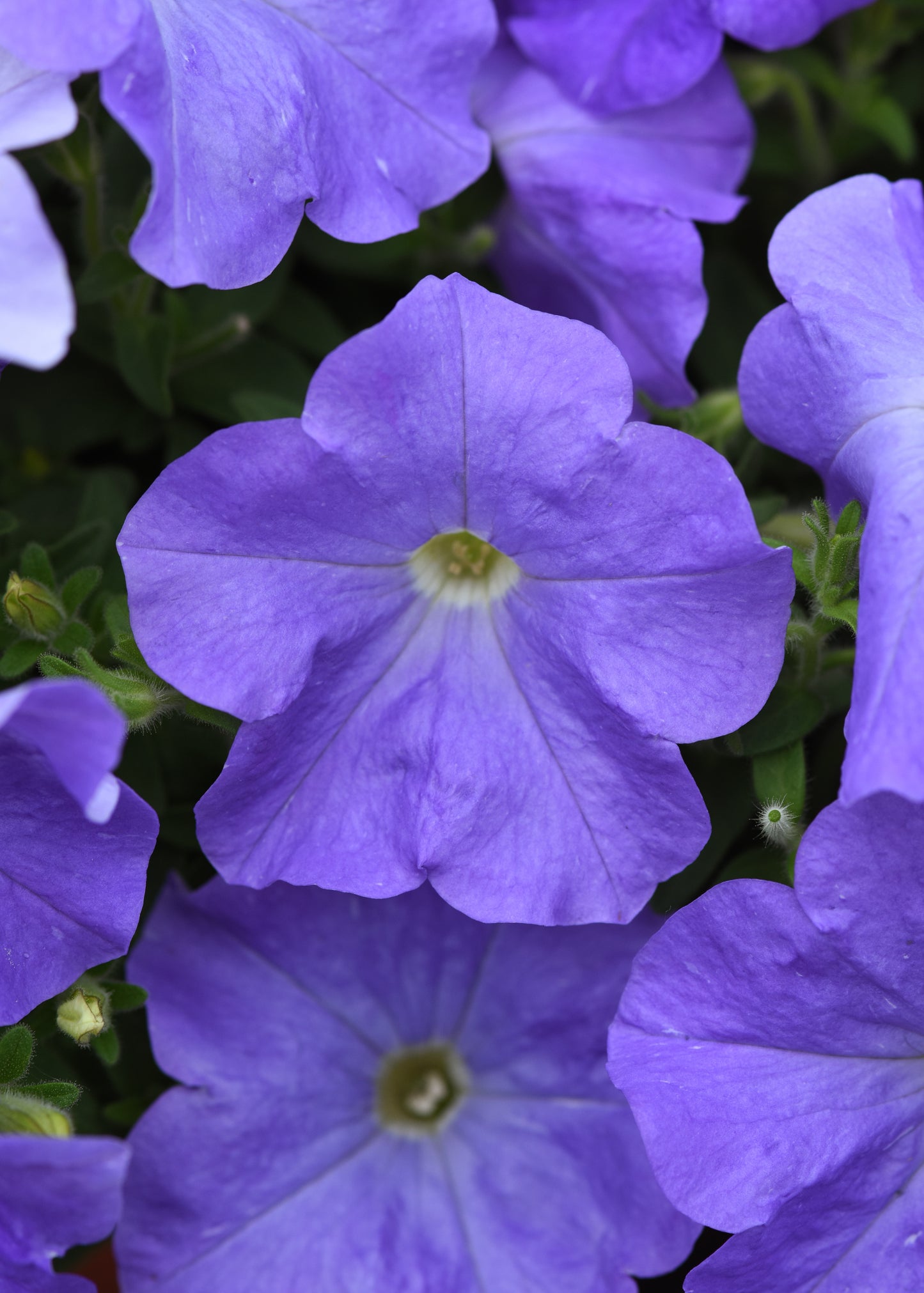 Petunia WAVE Blue Sky (5" pot)