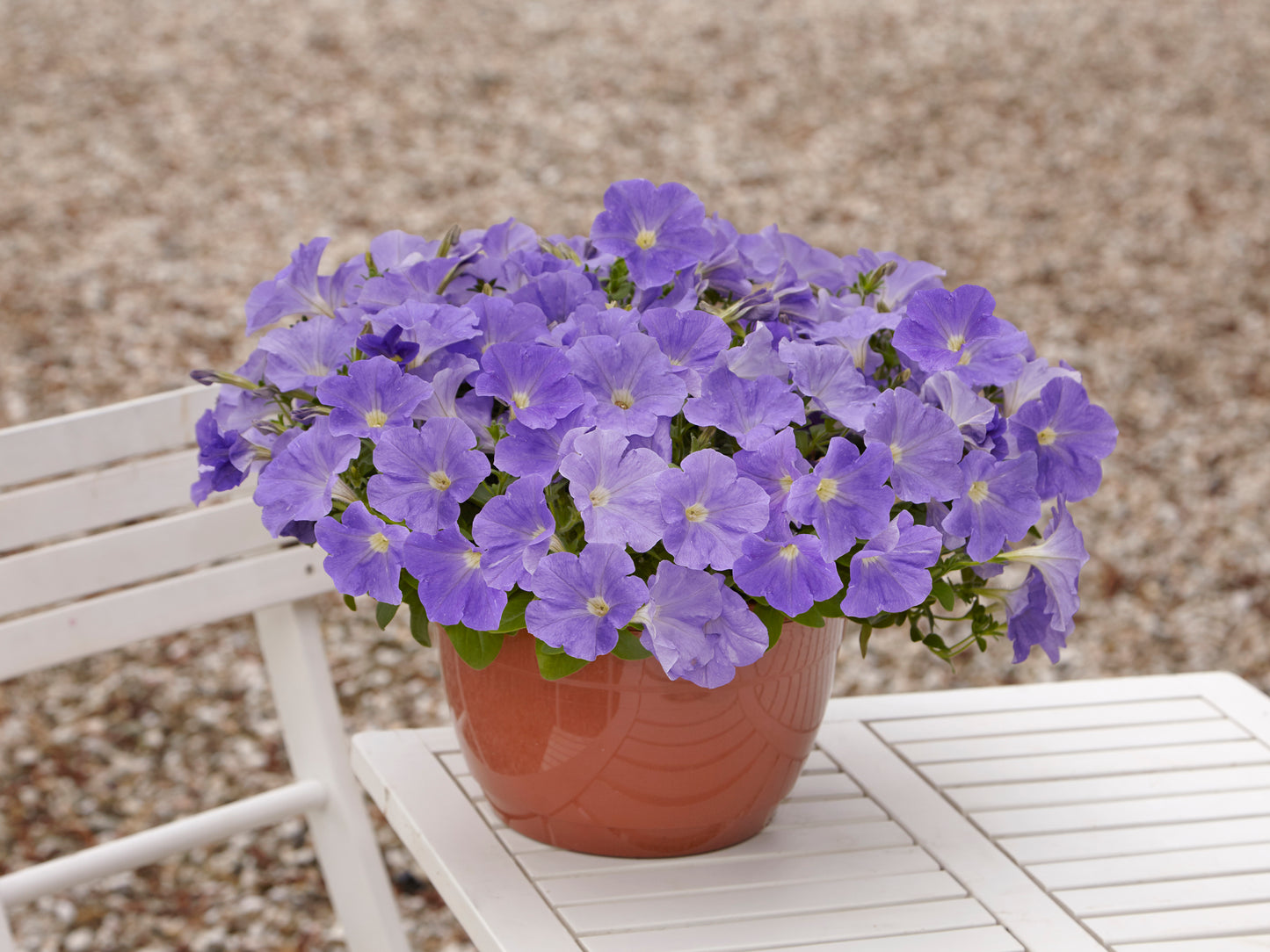 Petunia WAVE Blue Sky (5" pot)