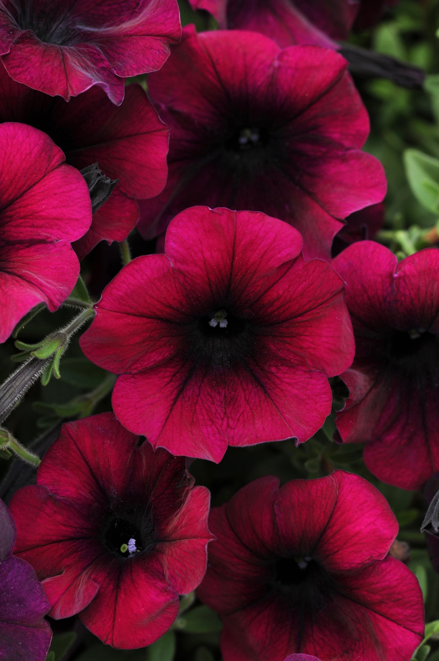 Petunia WAVE Burgundy Velour (5" pot)