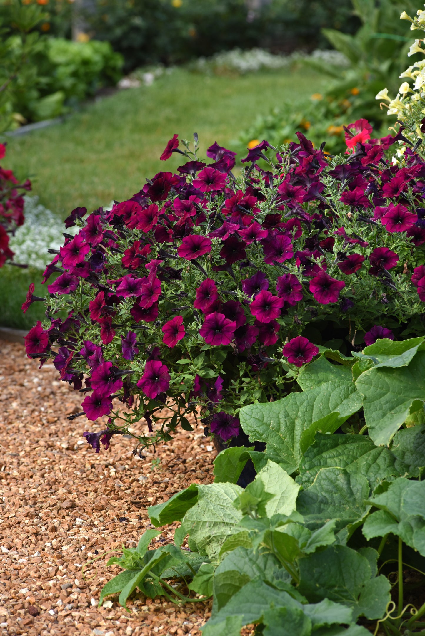 Petunia WAVE Burgundy Velour (5" pot)
