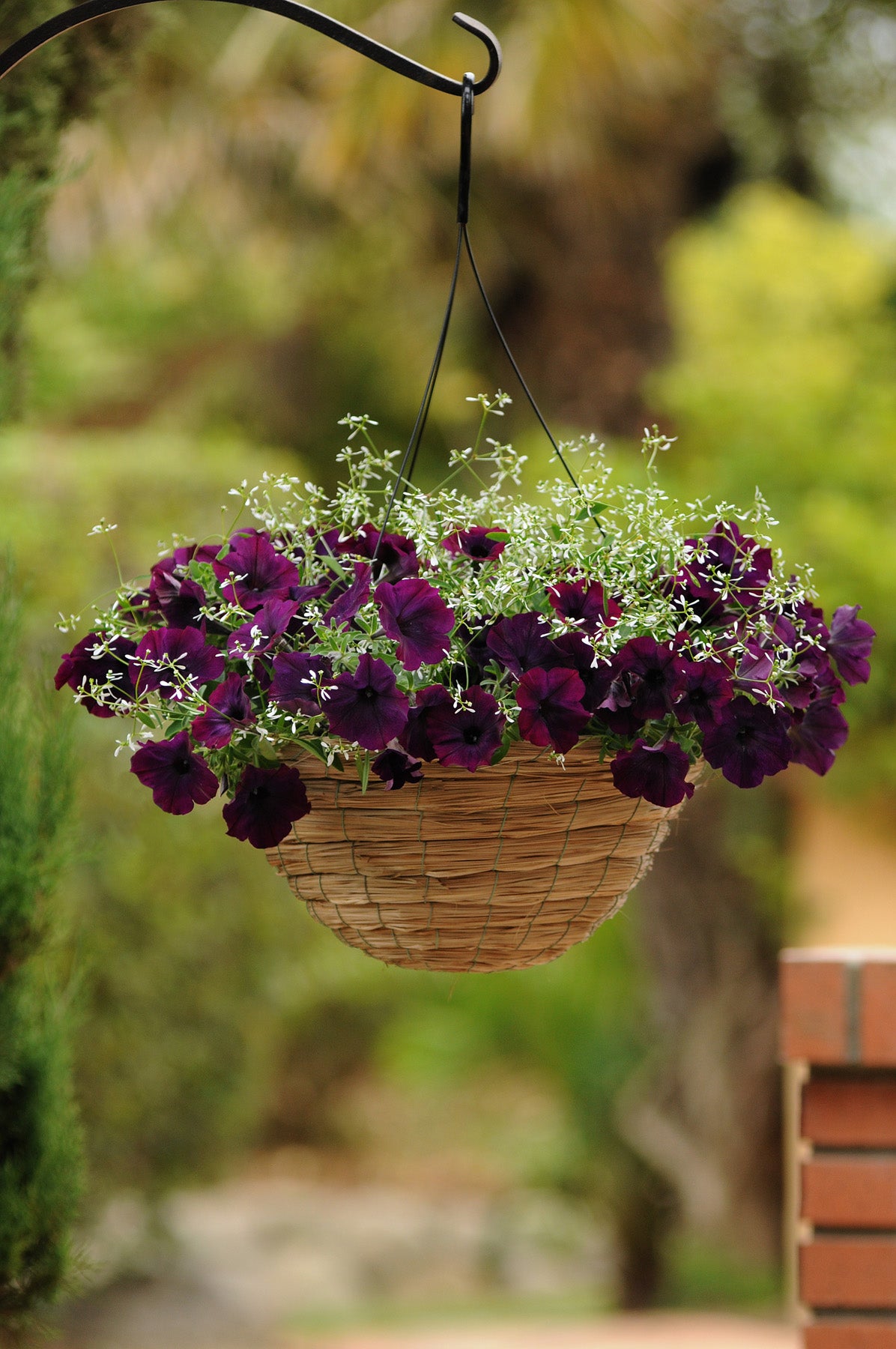 Petunia WAVE Burgundy Velour (5" pot)