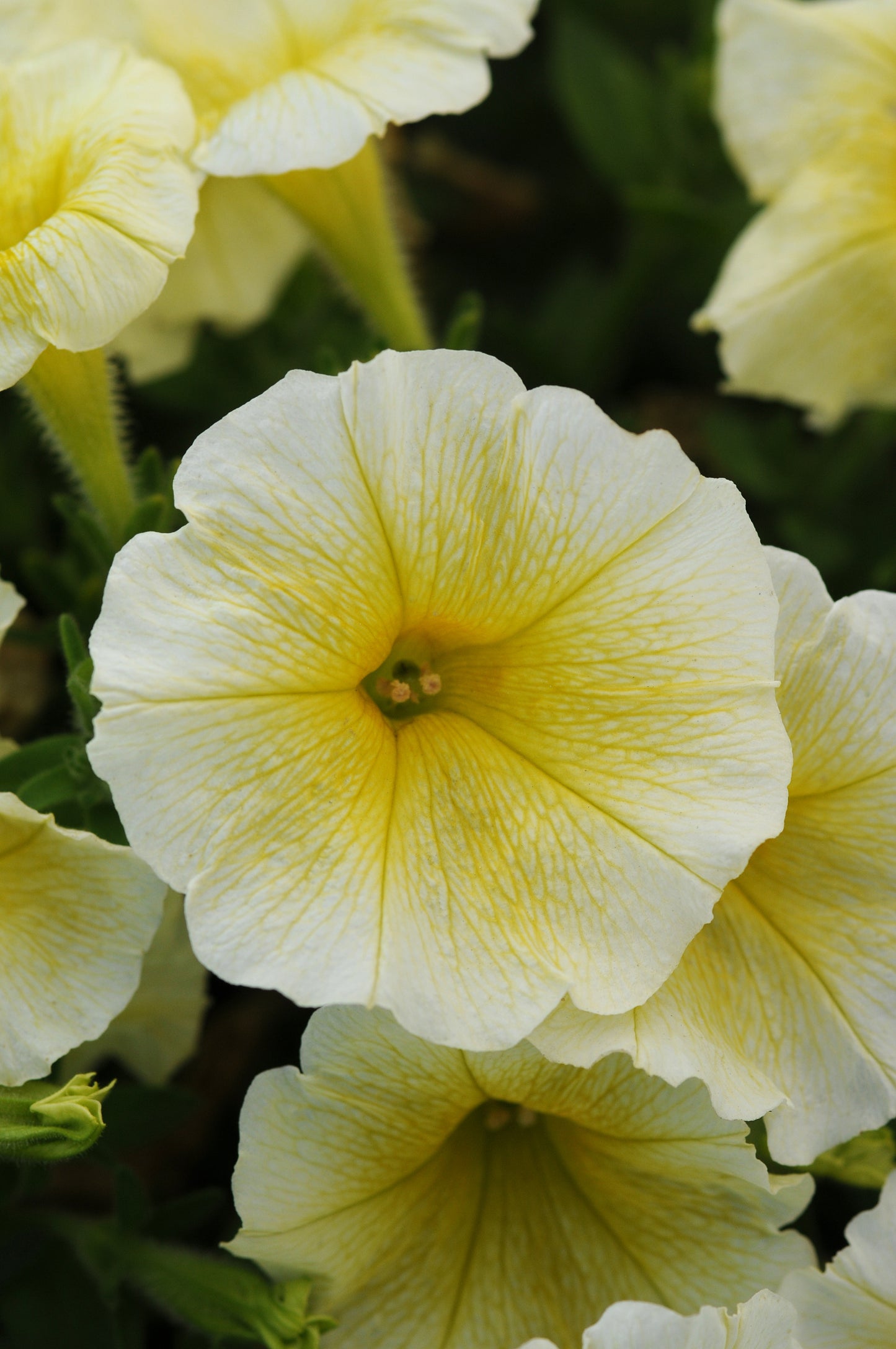 Petunia WAVE Yellow (5" pot)