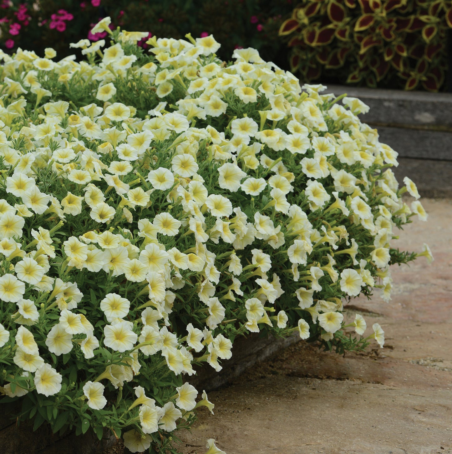 Petunia WAVE Yellow (5" pot)