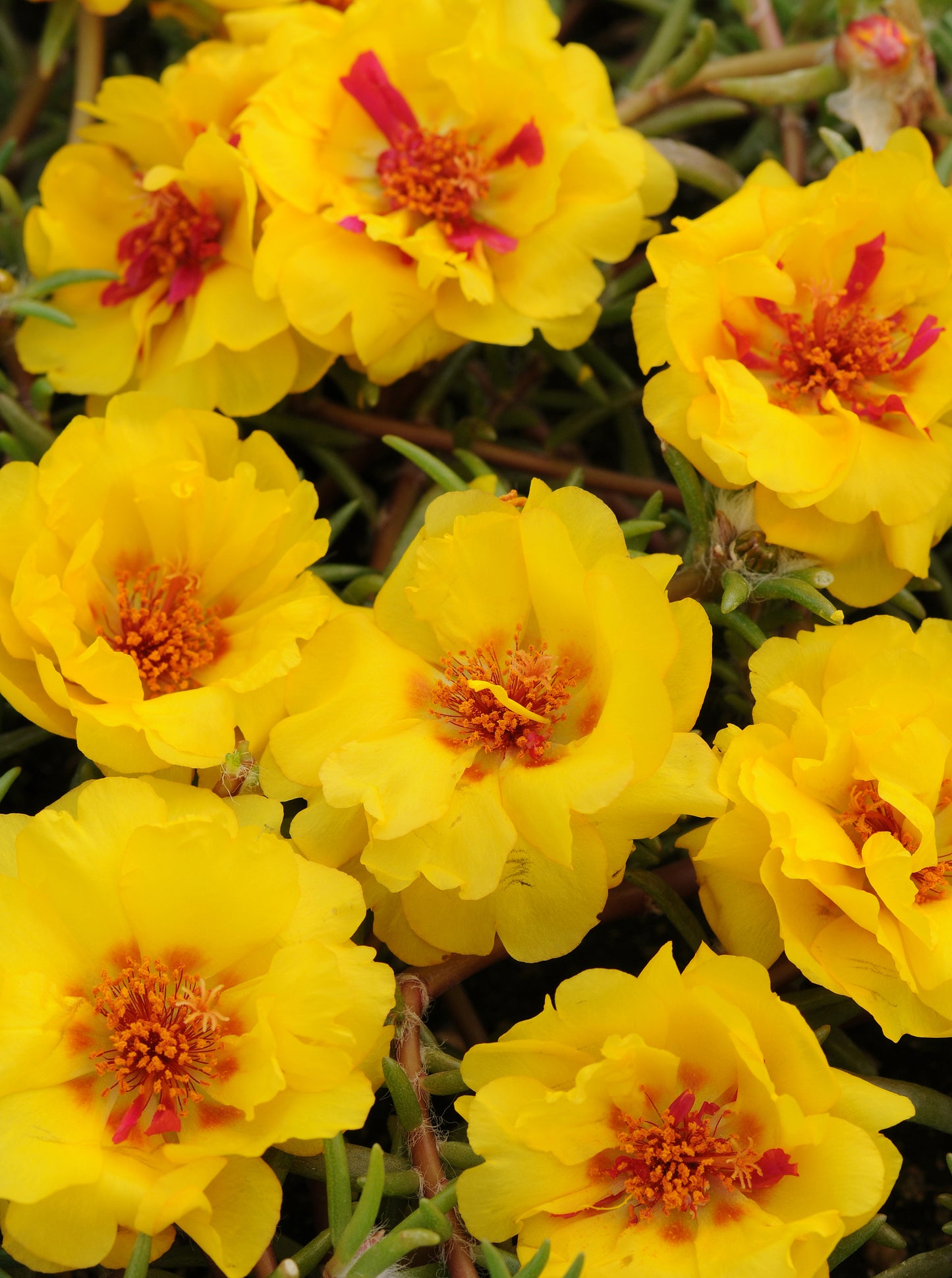 Portulaca (Purslane) Yellow (5" orange pot)