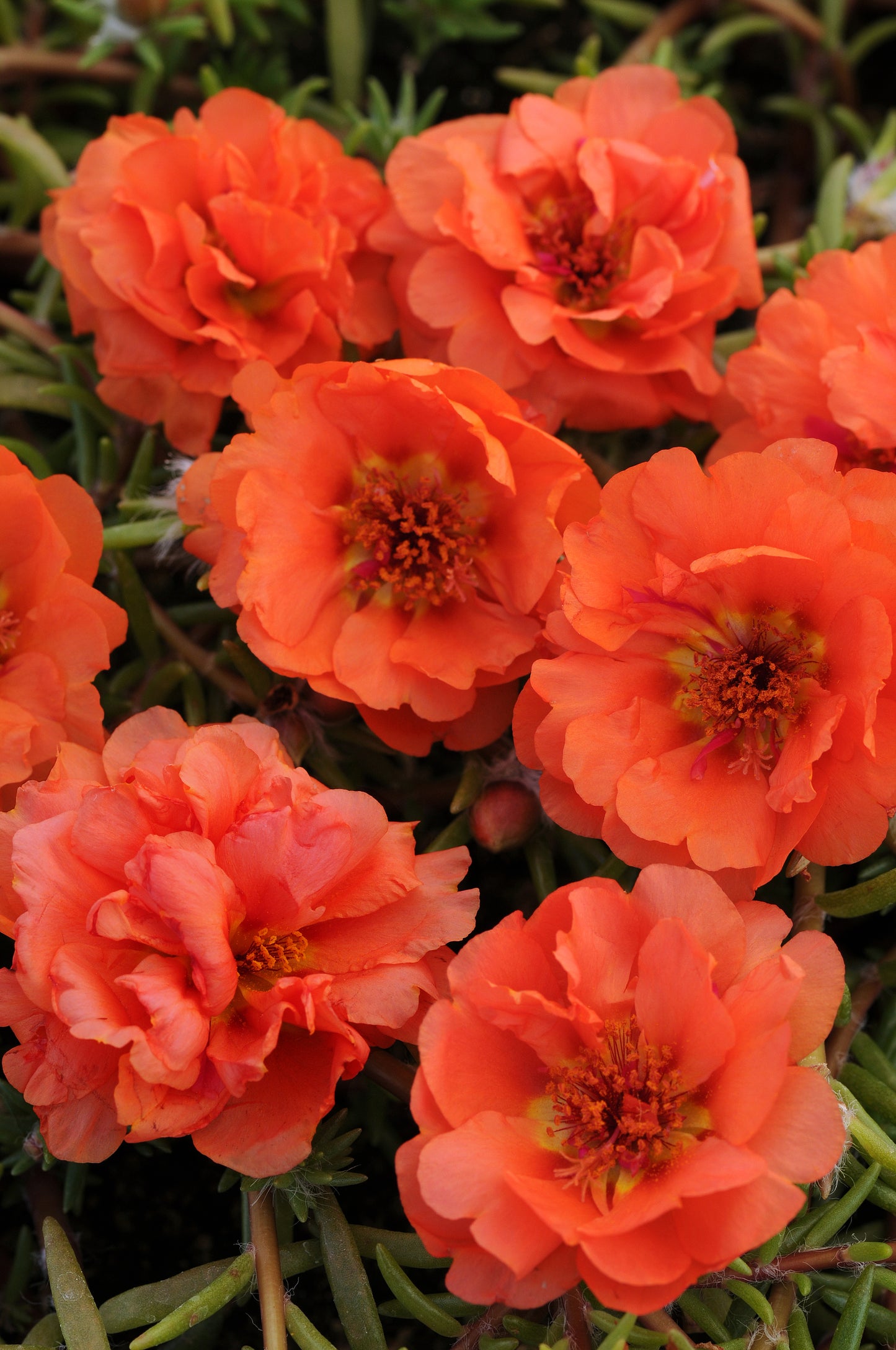 Portulaca (Purslane) Orange (5" orange pot)