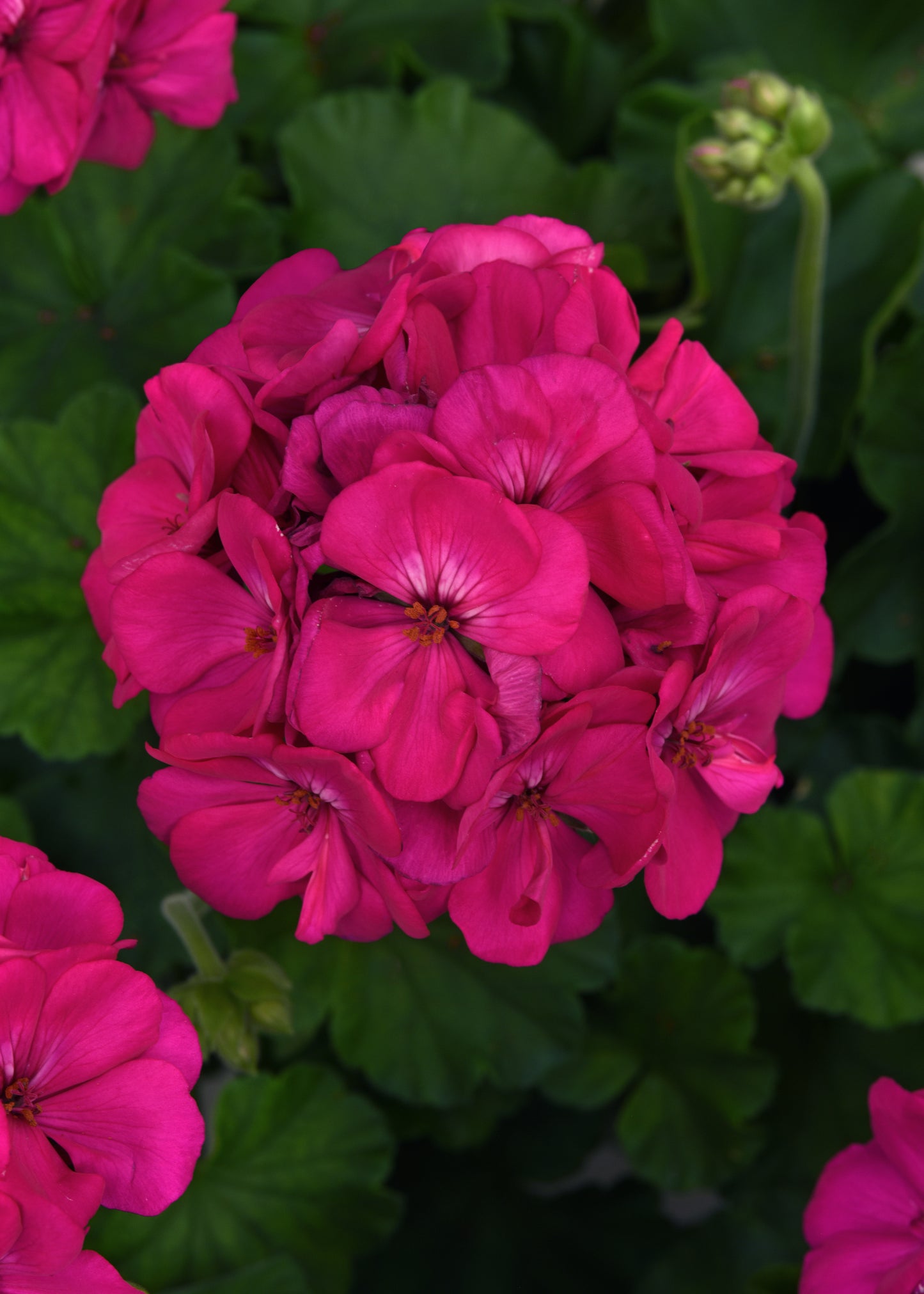Geranium Galaxy Purple (4.5" square pot)