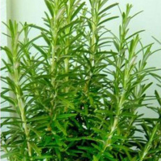 Herb Rosemary (3.5" pot)