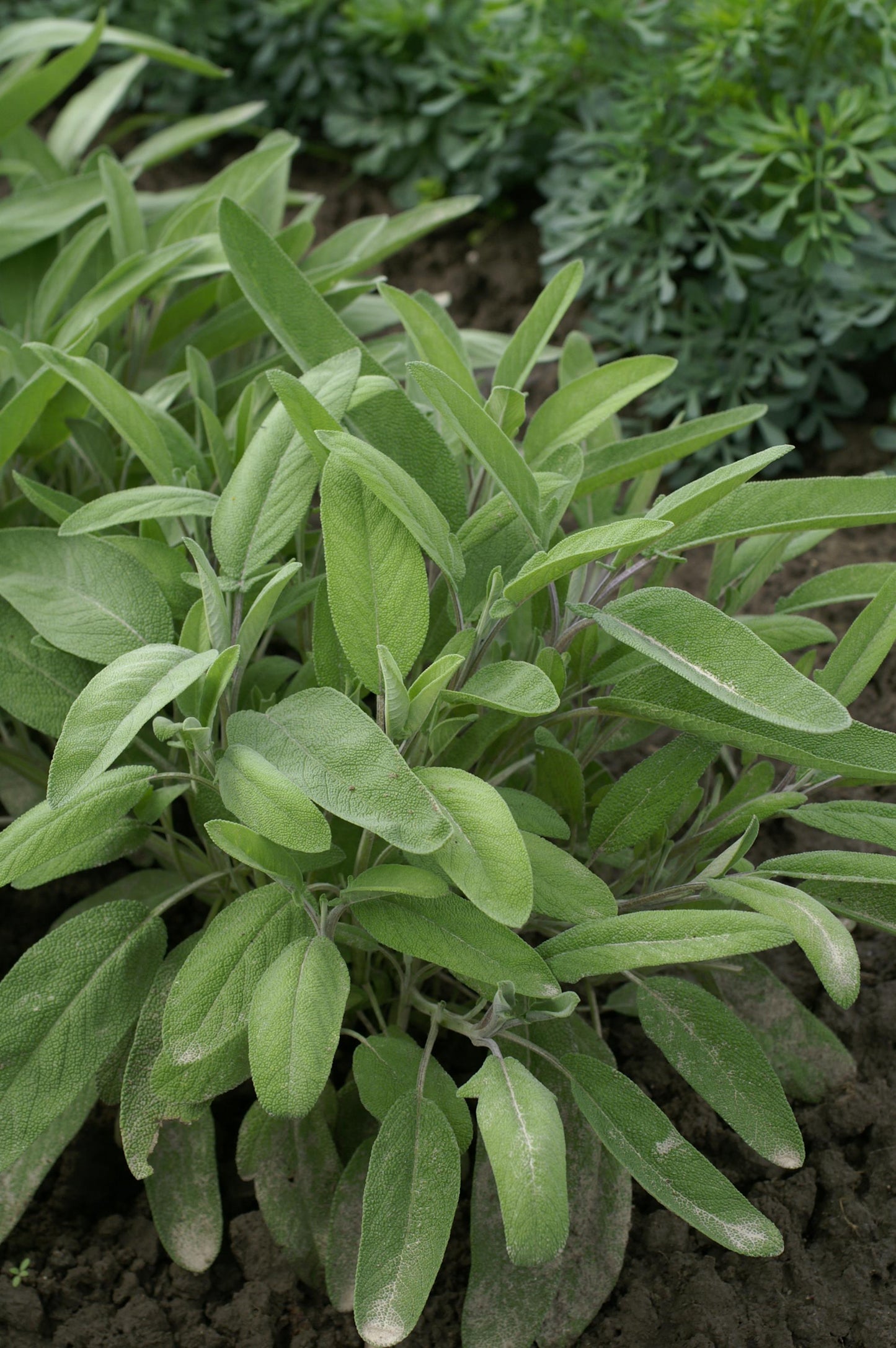 Herb Sage (3.5" pot)