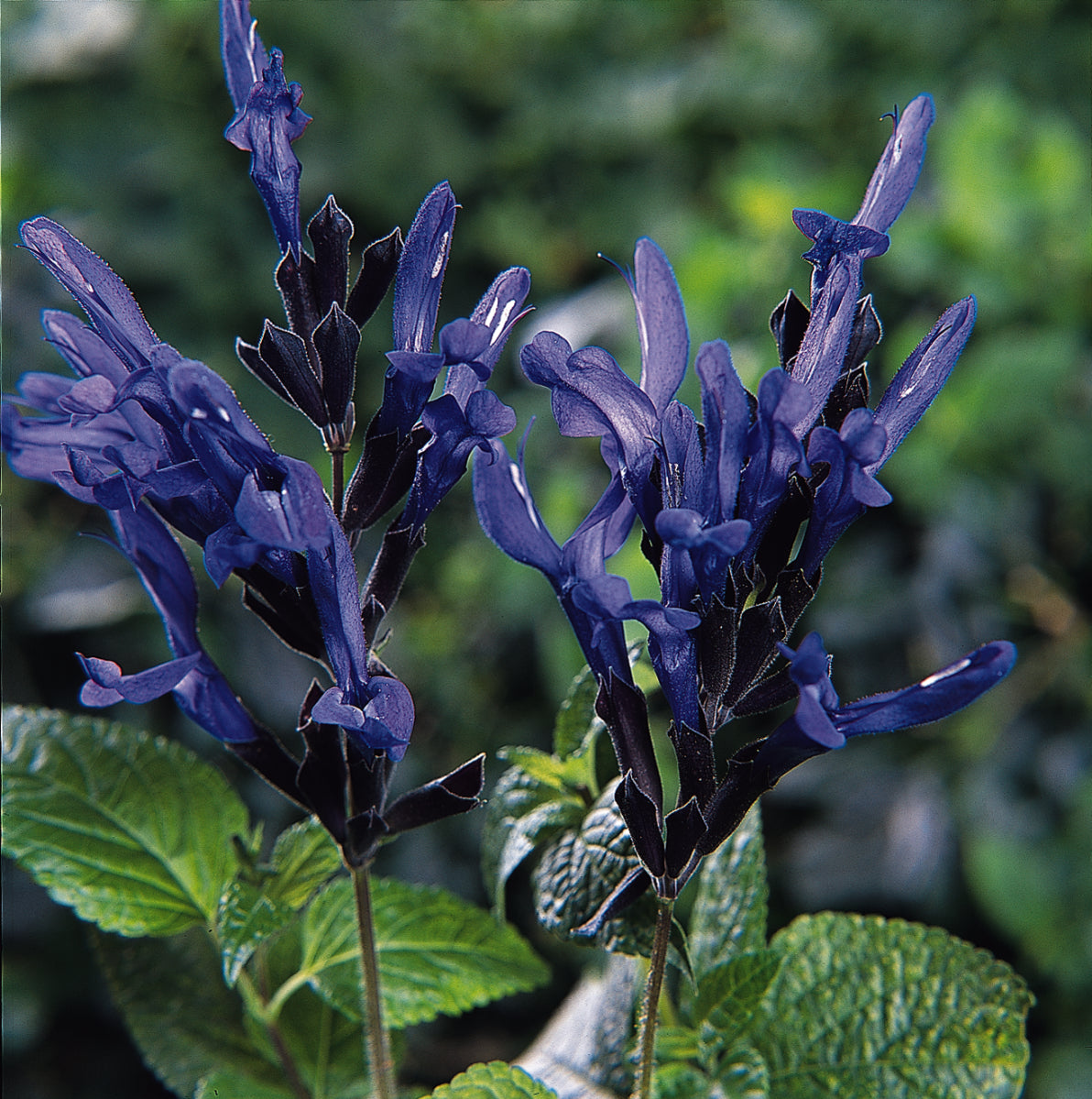 Salvia Black & Blue (5" orange pot)