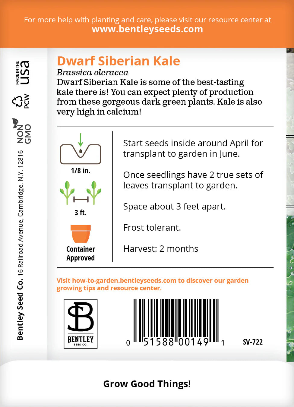 Kale - Dwarf Siberian