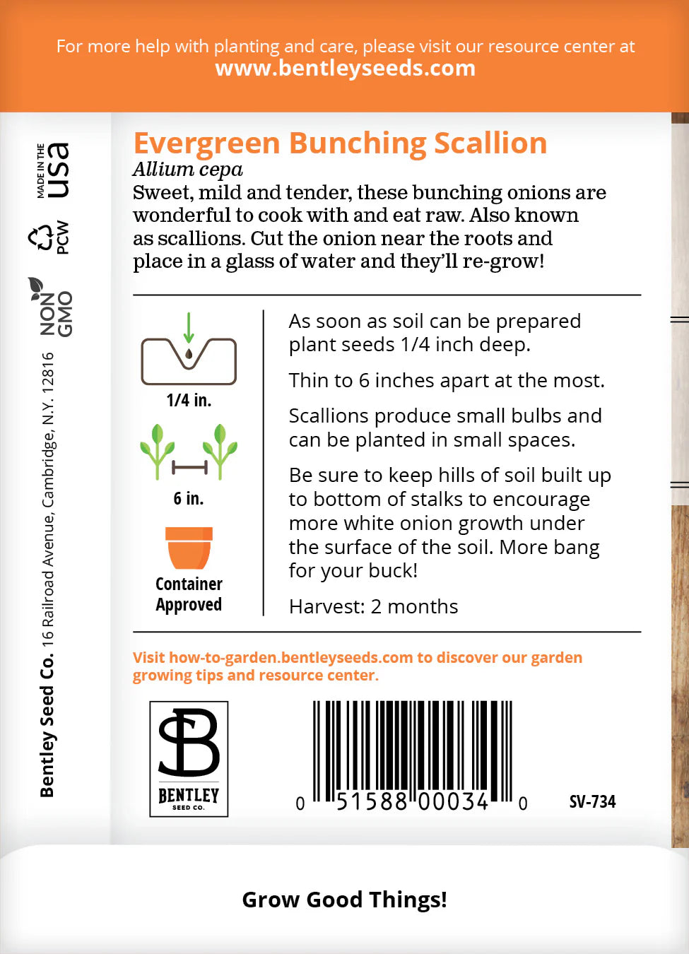 Onion - Evergreen Bunching Scallion