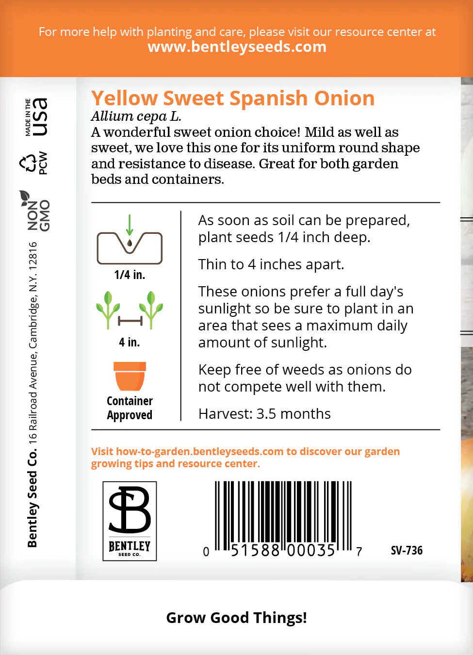 Onion - Yellow Sweet Spanish