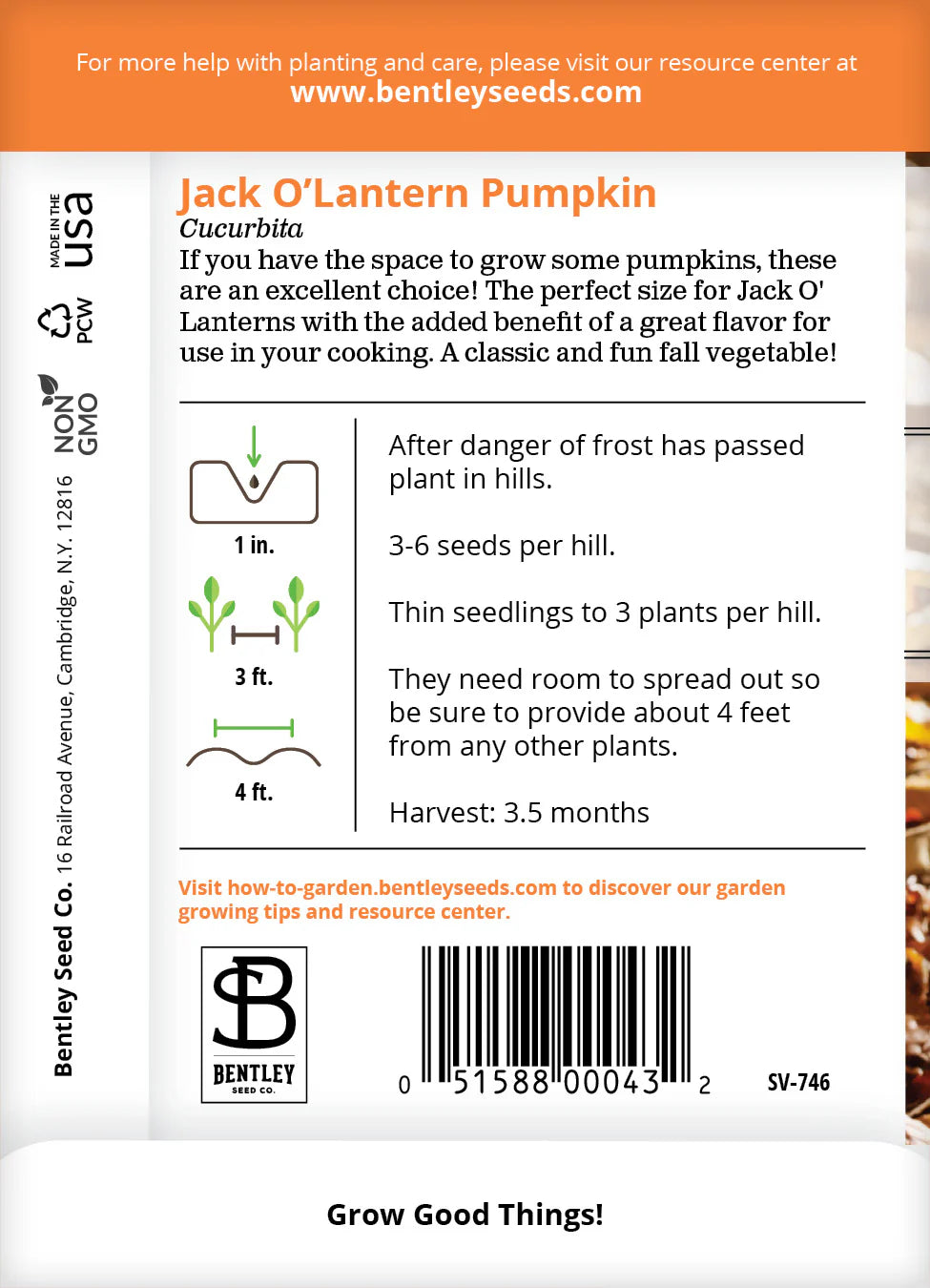 Pumpkin - Jack O'Lantern