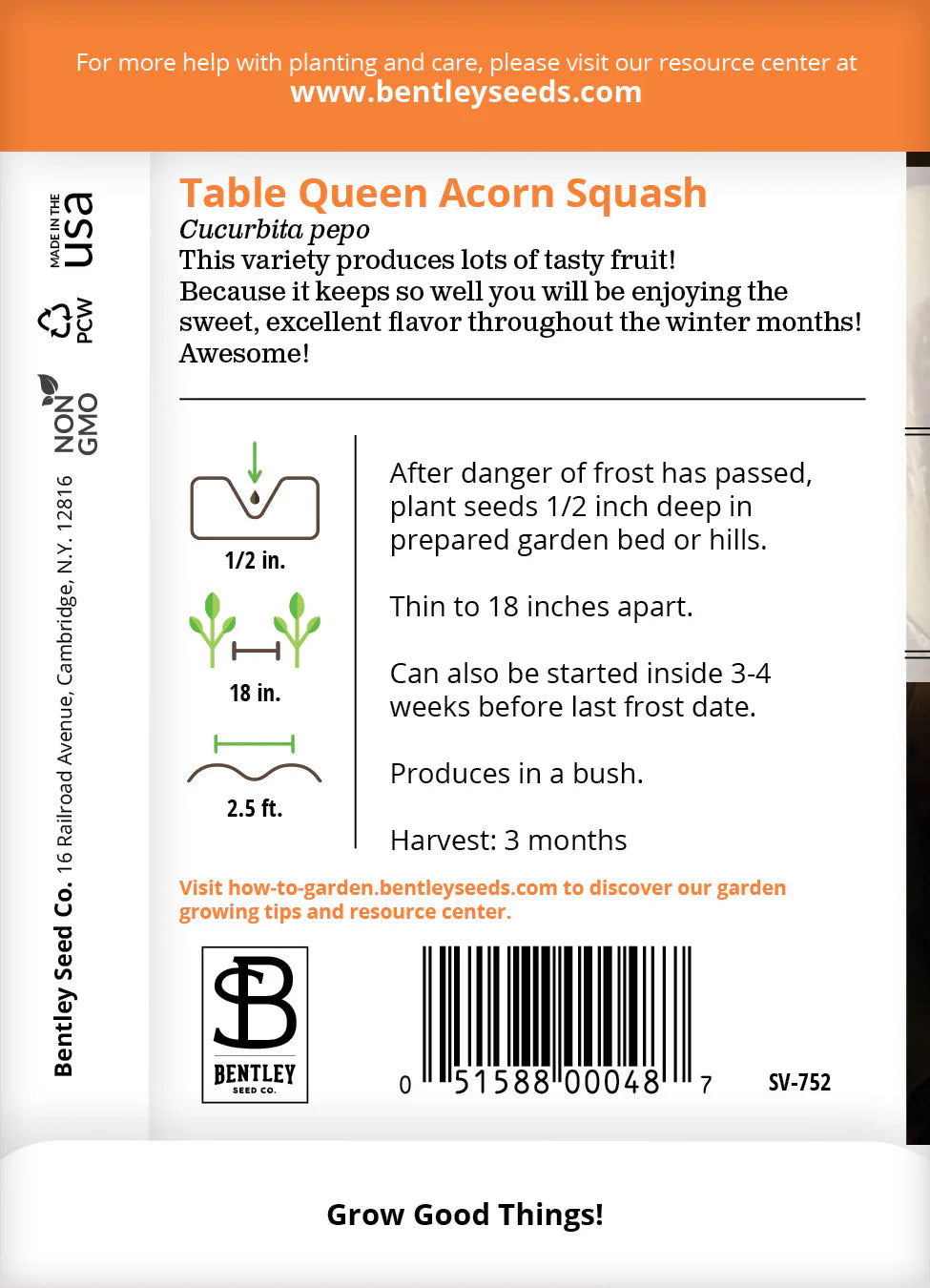 Squash - Table Queen Acorn