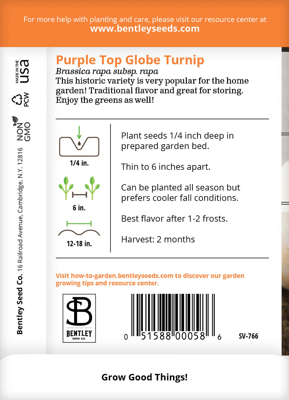 Turnip - Purple Top Globe