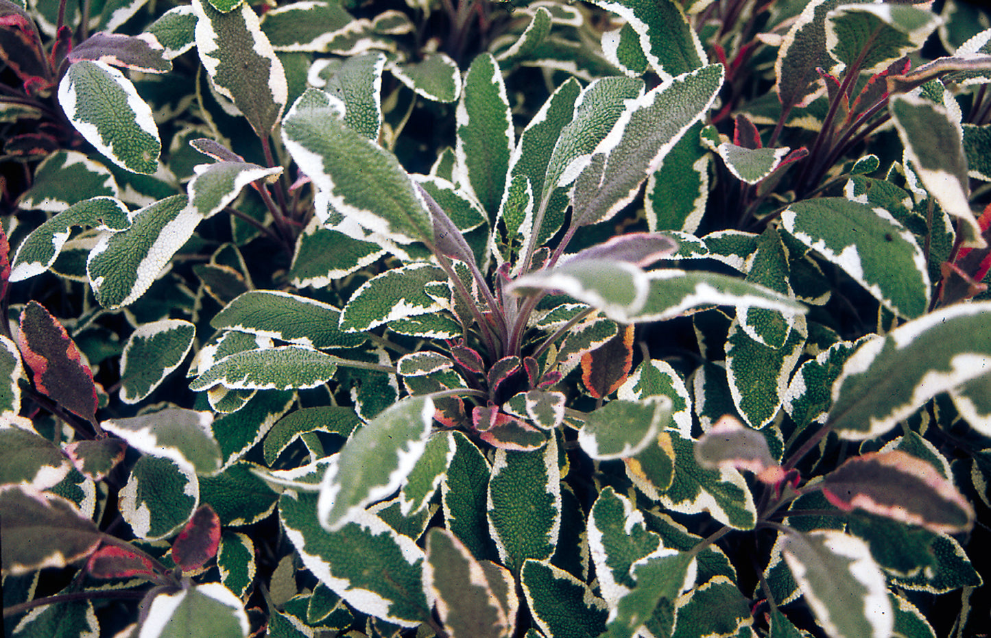 Herb Tricolor Sage (3.5" pot)