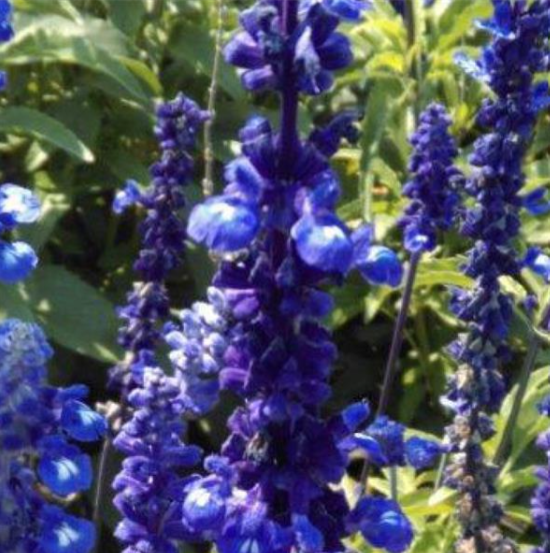 Salvia Sirius Blue (3-pack)
