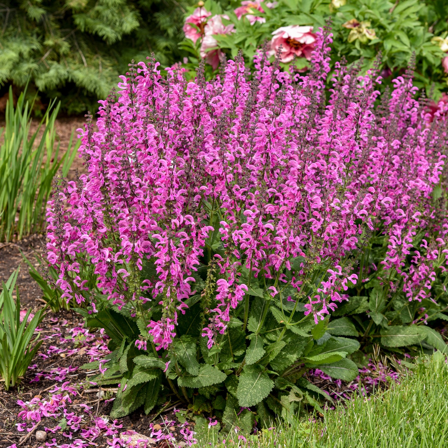 Salvia - Moulin Rouge