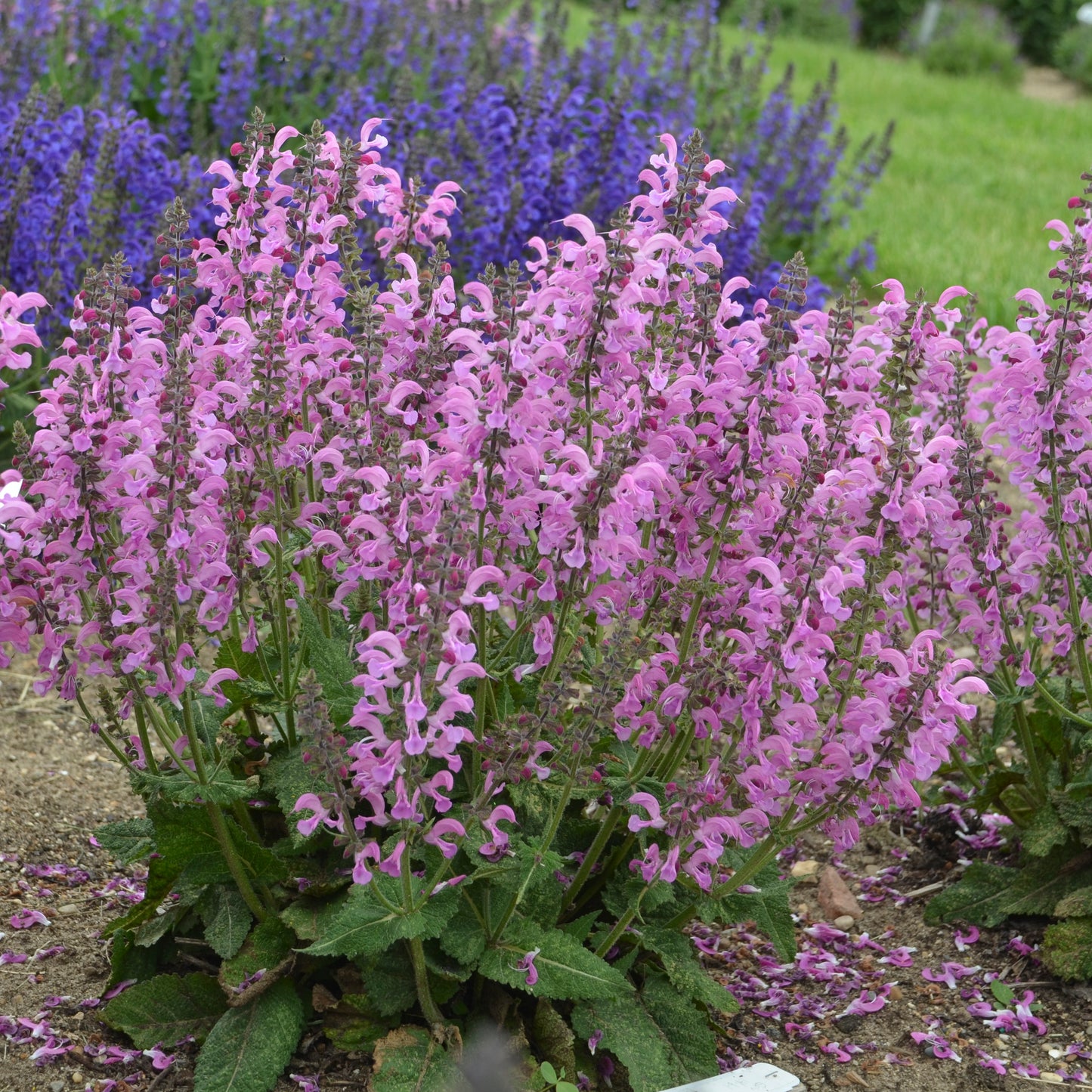 Salvia - Moulin Rouge