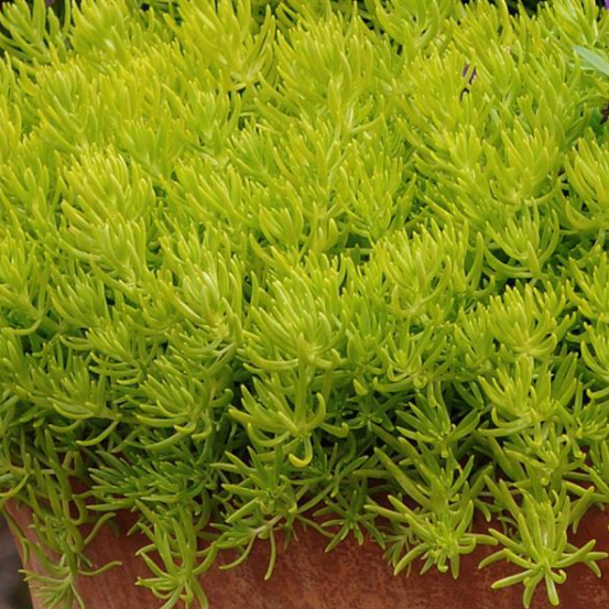 Stonecrop (Sedum) Lemon Ball (5" orange pot)