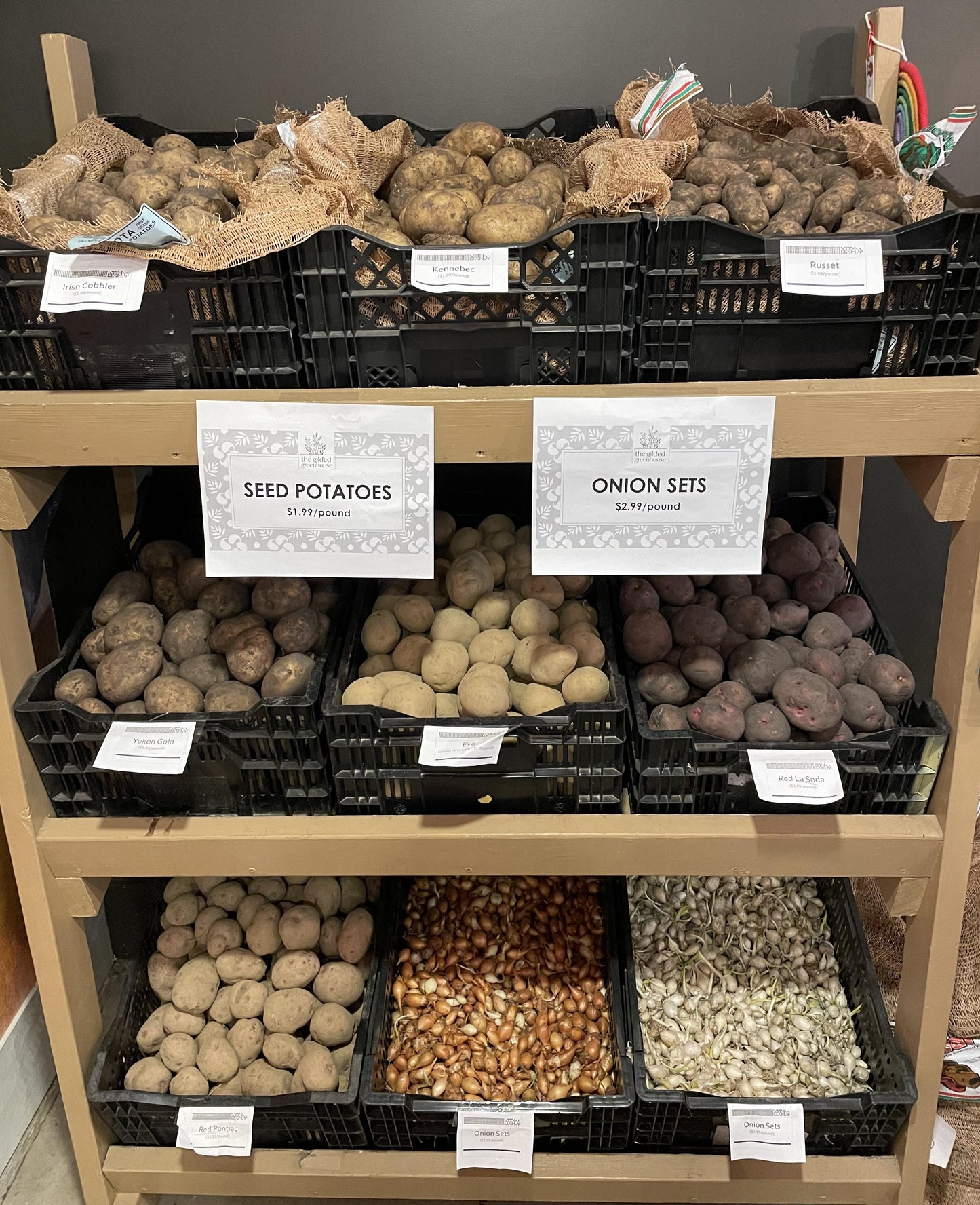 Yellow Onion Sets ($2.99 per pound)