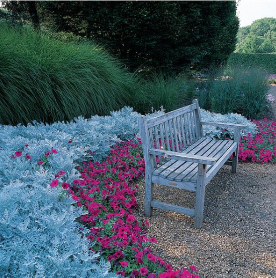 Dusty Miller Silverdust (3-pack)