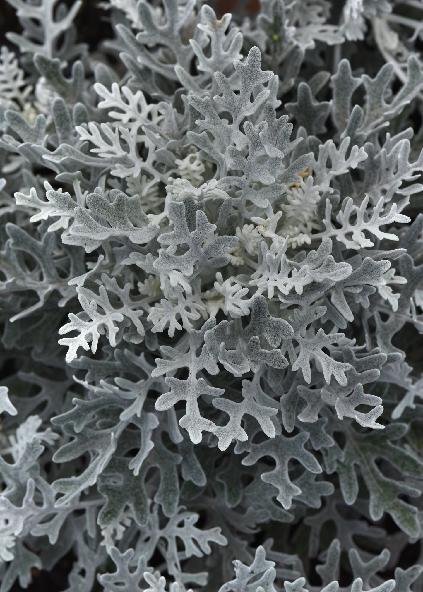 Dusty Miller Silverdust (3-pack)
