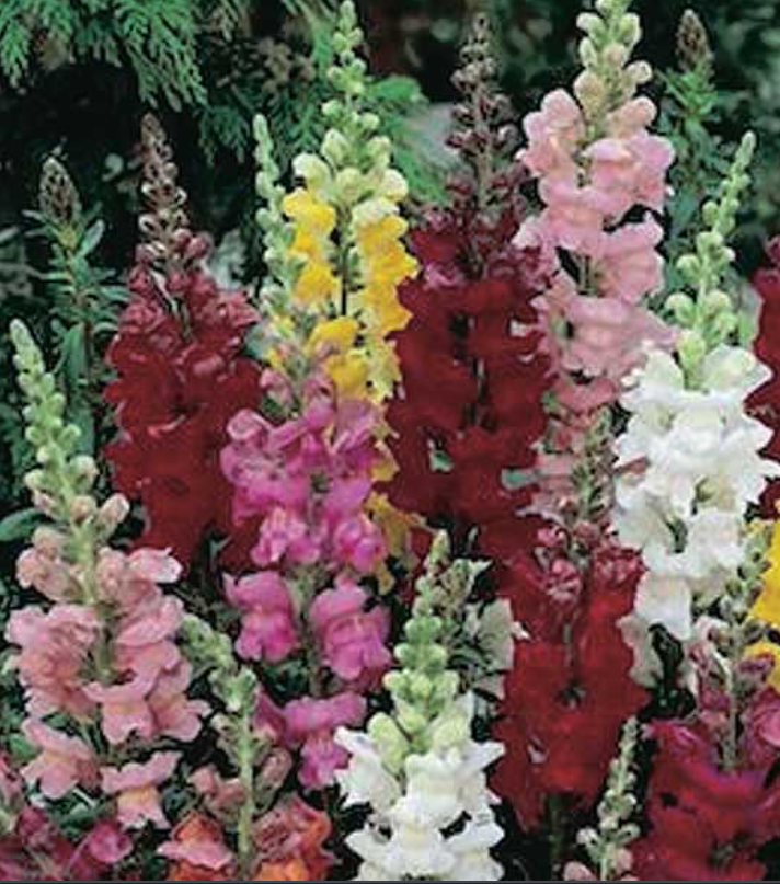 Snapdragon Ribbon Mix - MEDIUM (3-pack)