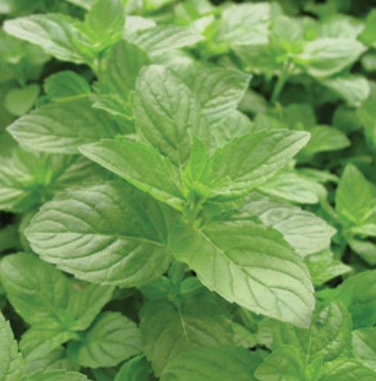 Herb Spearmint (3.5" pot)