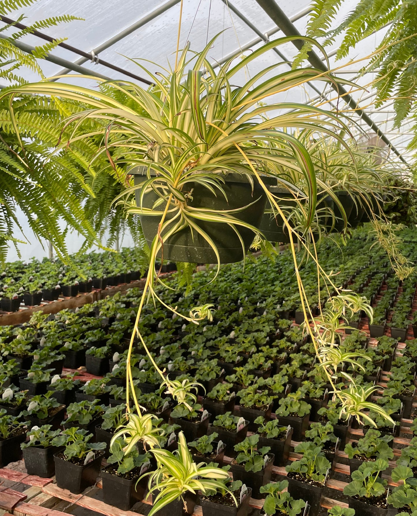 Spider Plant (3.5" square pot)
