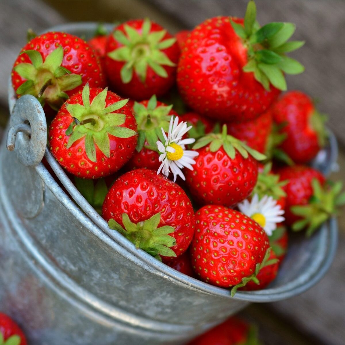 Strawberry - Everbearing Fort Laramie (3.5" pot)