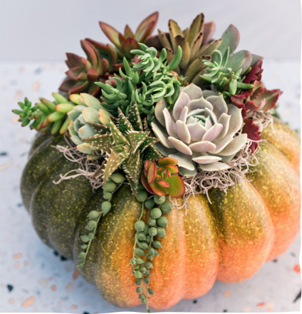 Live Succulent Fall Centerpiece Class