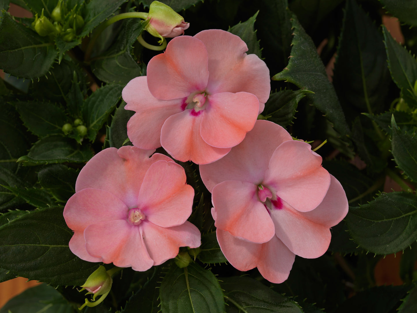 Sunpatiens Blush Pink (5" orange pot)