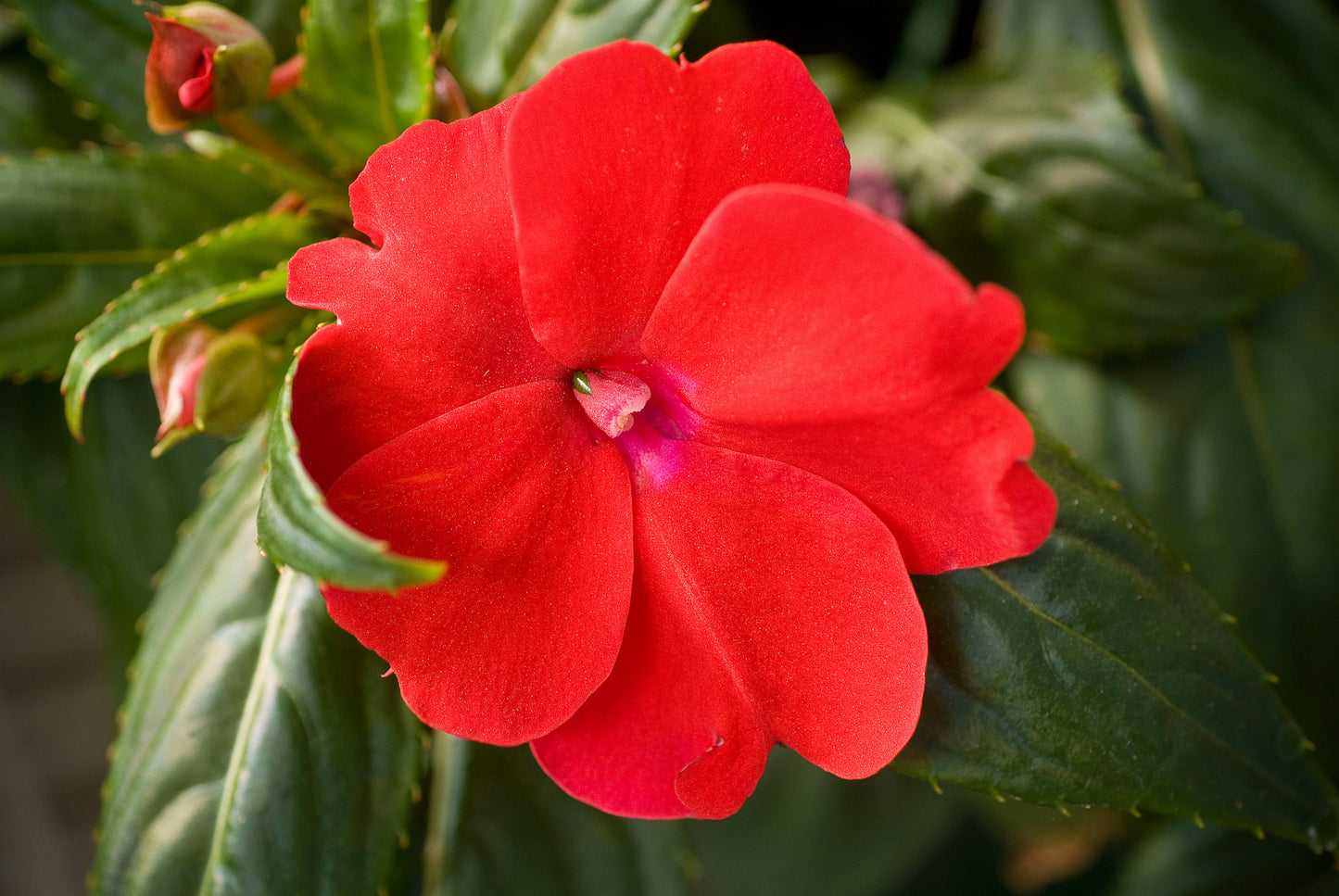 Sunpatiens Red (5" orange pot)