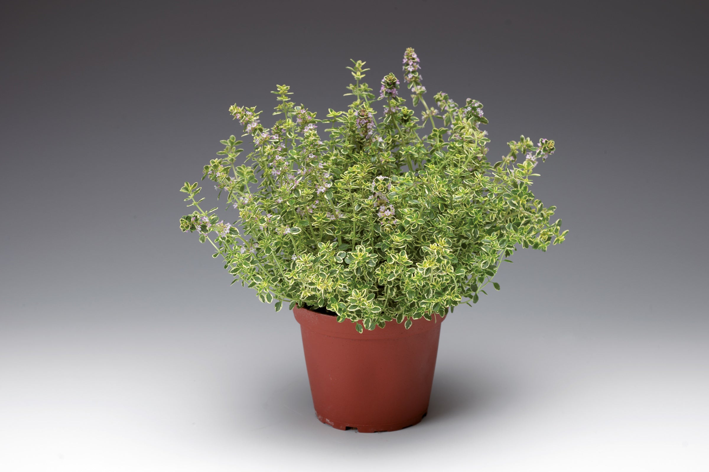 thyme plant pot Herb Thyme (3.5" pot) – The Gilded Greenhouse