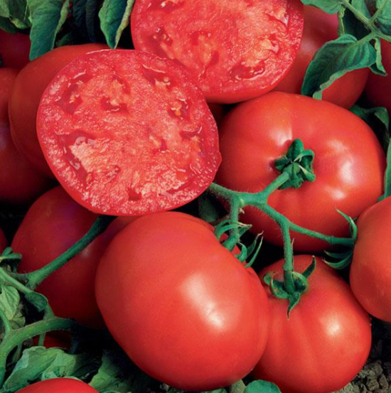 Tomato Beefsteak (6" pot)