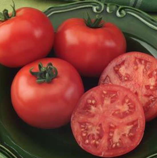 Tomato Champion VFNT (6" pot)