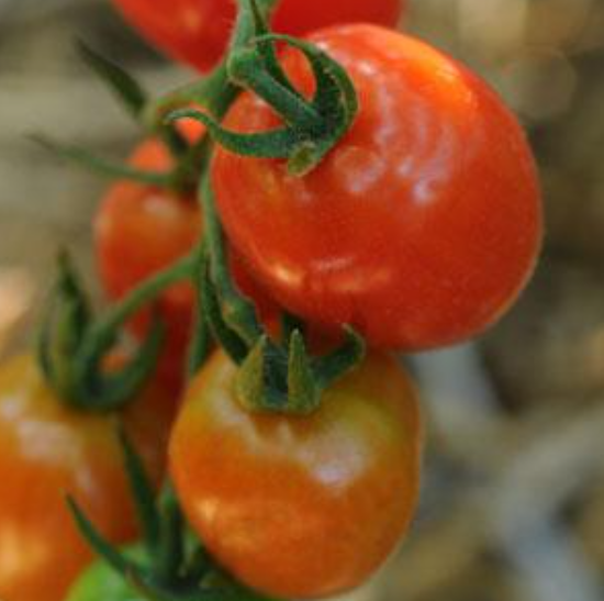 Tomato Grape (3.5" pot)