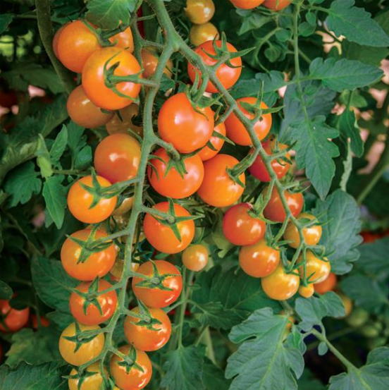 Tomato Honeycomb (3-pack)