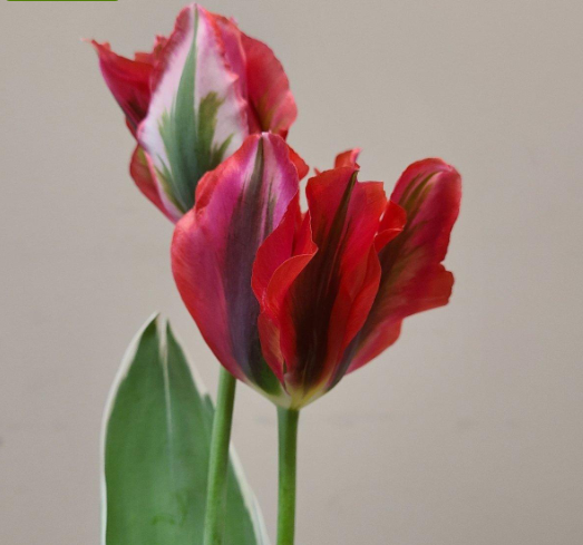 Tulip Bulb - "Esperanto"