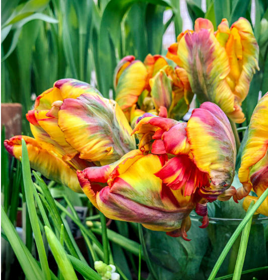 Tulip Bulb - "Rasta Parrot"