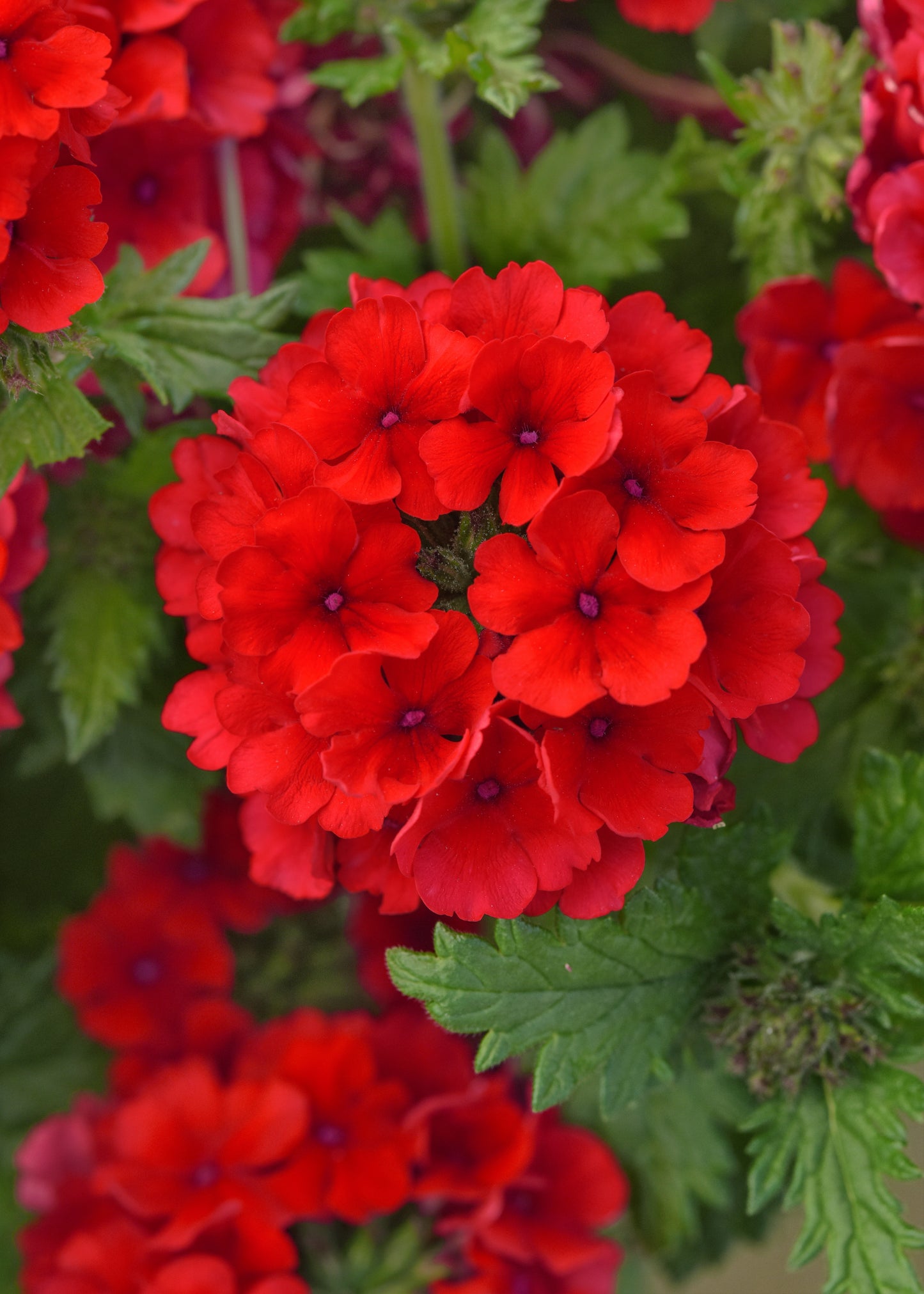 Verbena Red (3-pack)