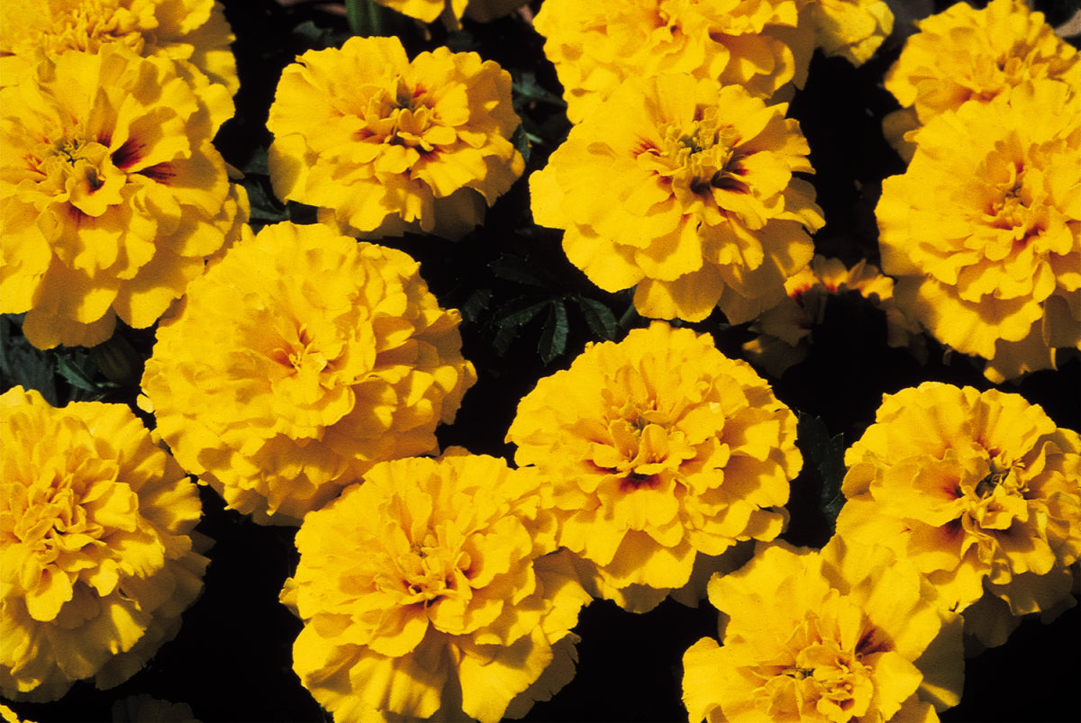 French Marigold Janie Bright Yellow (3-pack)
