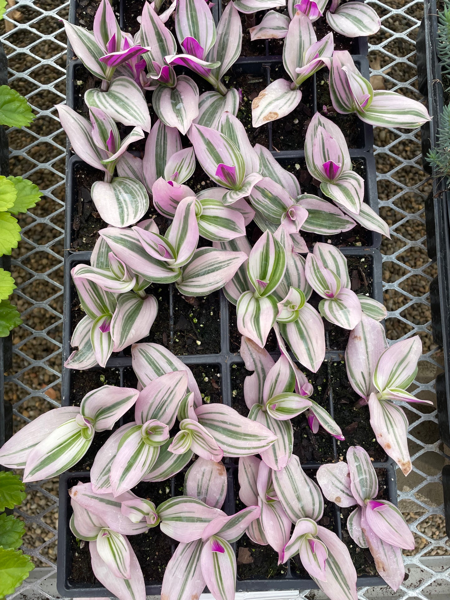 Inchplant (3.5" square pot)
