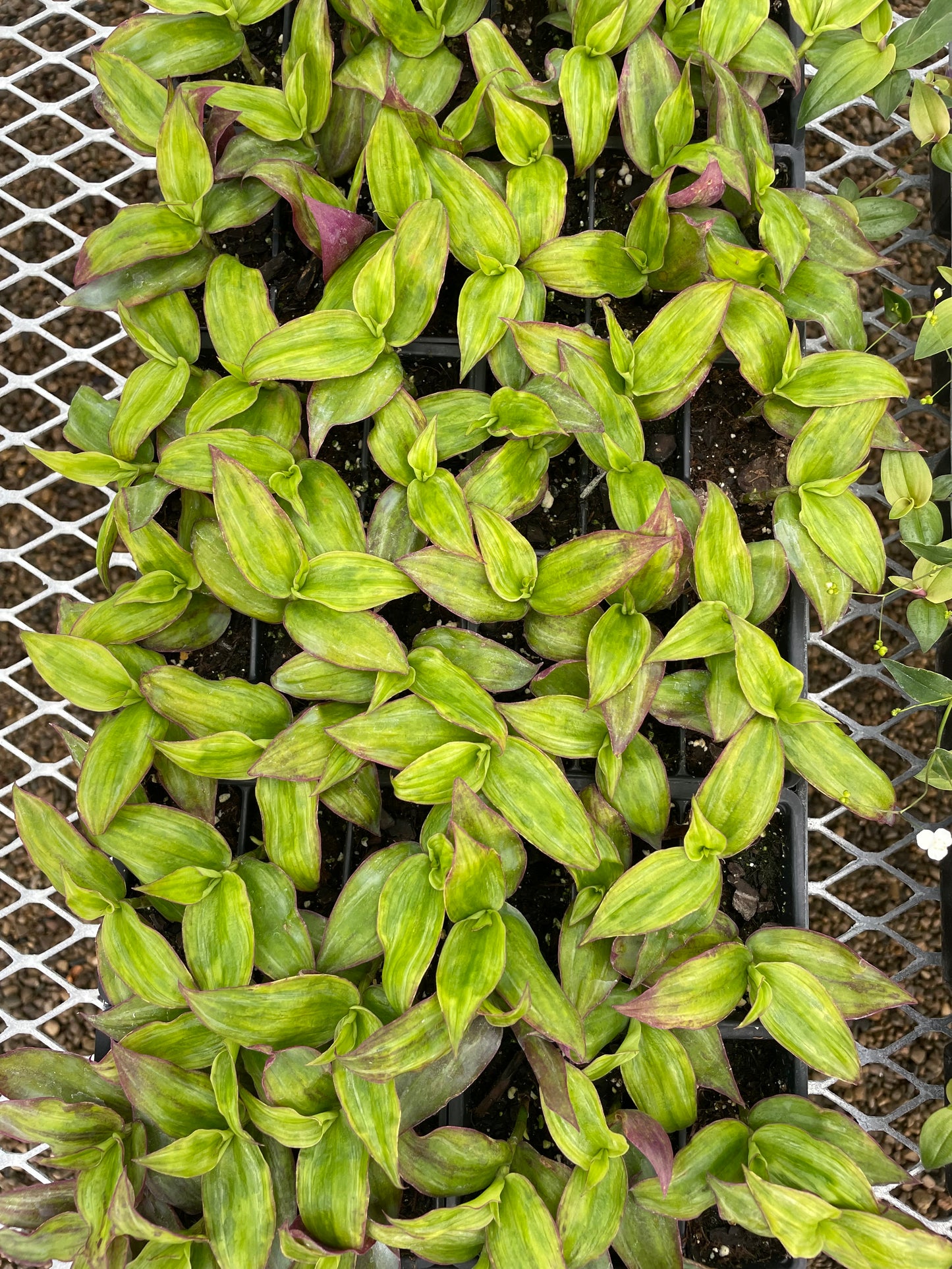 Inchplant (3.5" square pot)