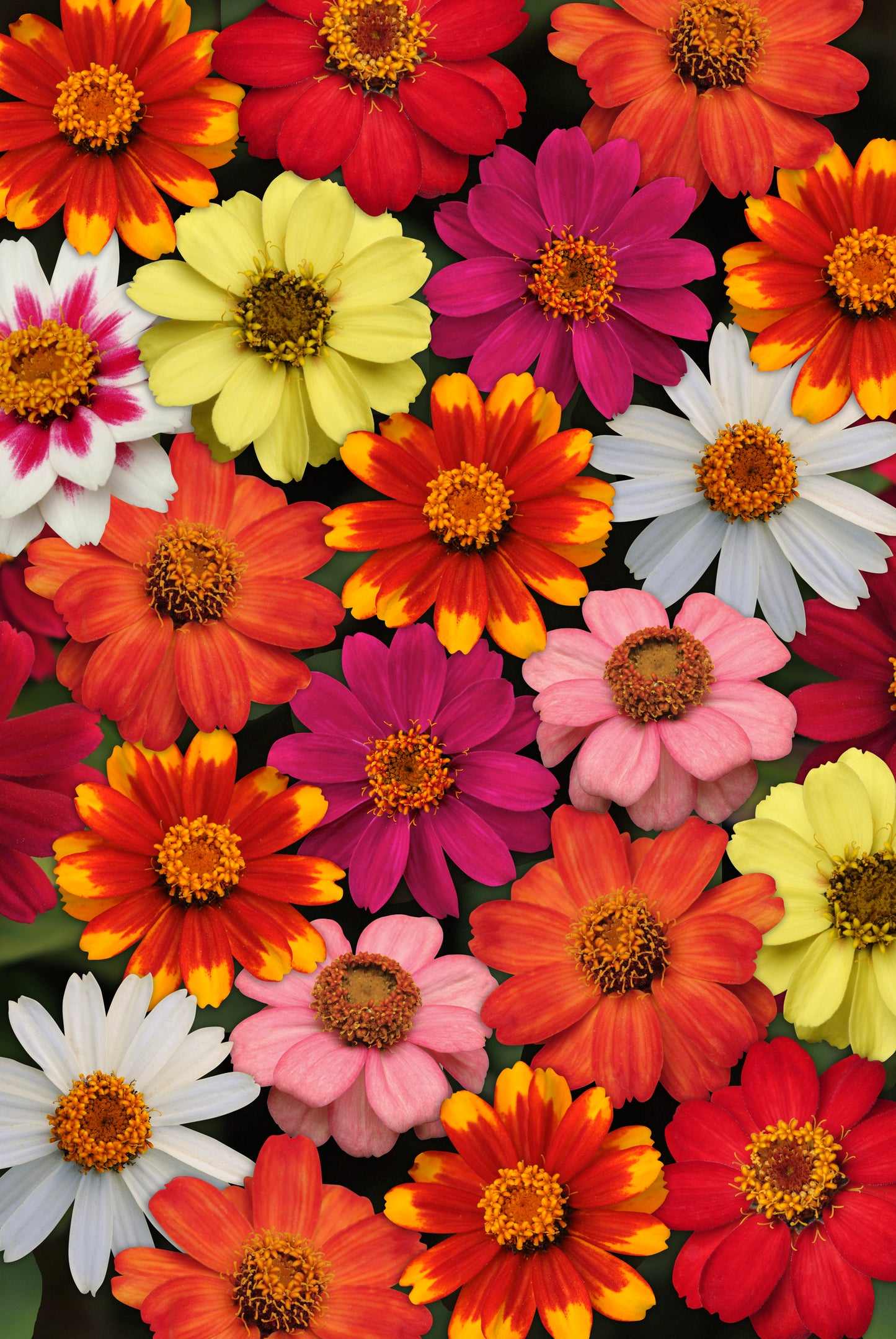 Zinnia Mix (3-pack)