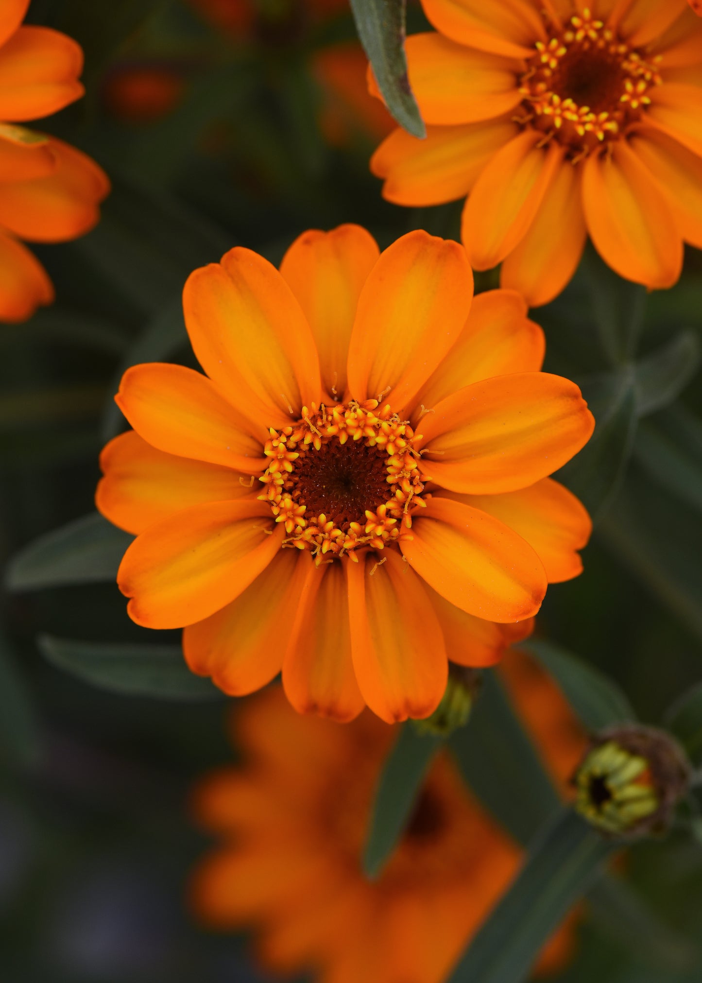 Zinnia Orange (3-pack)