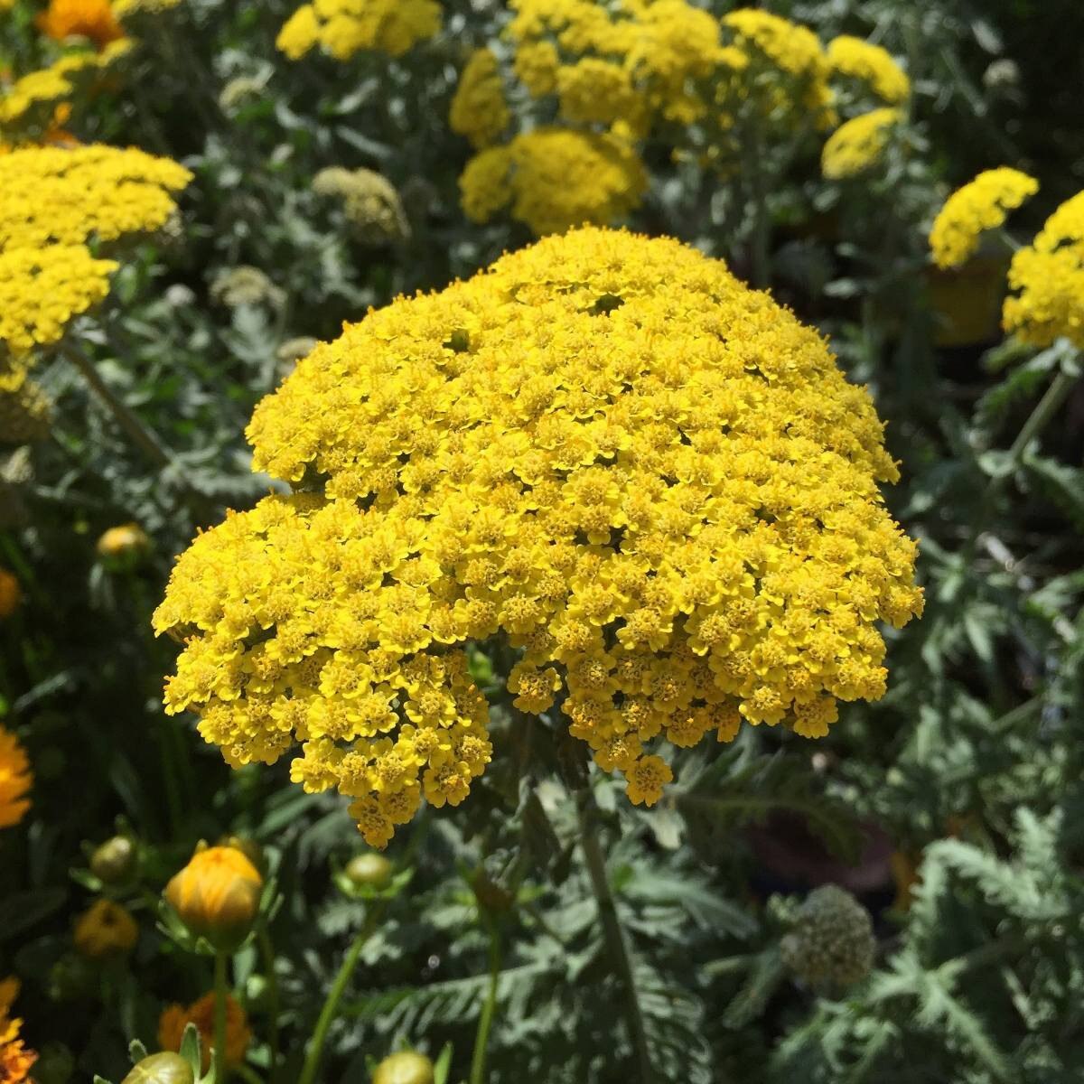 Achillea - Moonshine (3.5"pot)