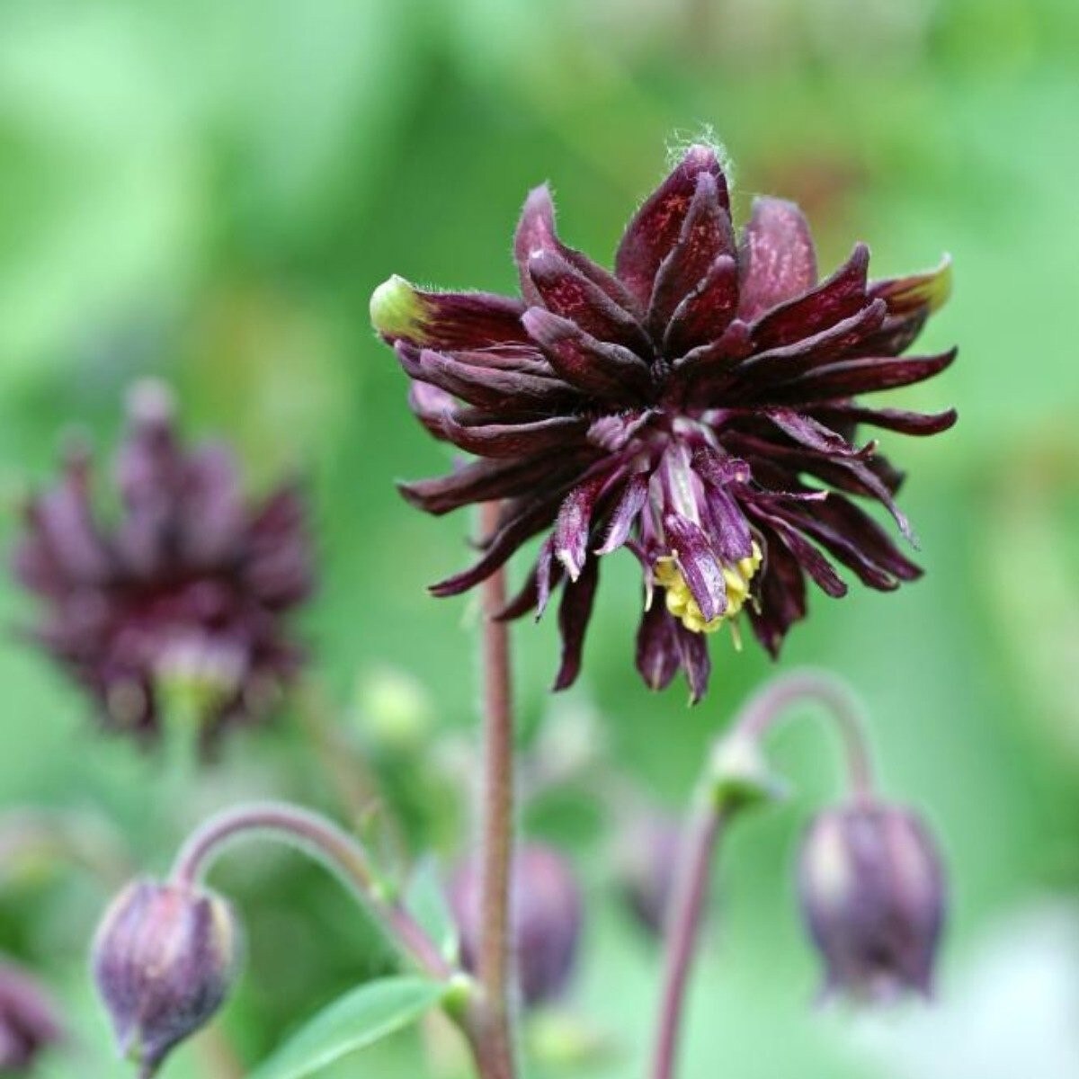 Aquilegia - Black Barlow