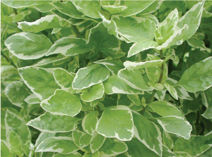 Herb Basil Perpetuo (3.5" pot)